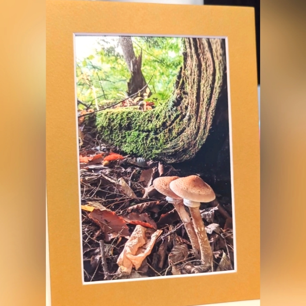 Original Photography Mushroom Love Matted Print